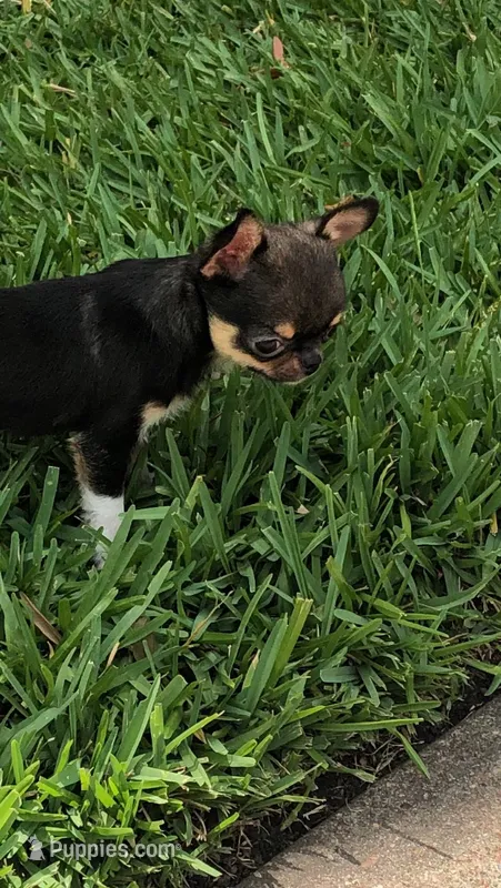 Micro Kingsley   Tri colored – Chihuahua puppy for sale in Houston, TX