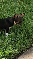 Micro Kingsley   Tri colored, a male Chihuahua for sale in Houston, TX – 1 of 6