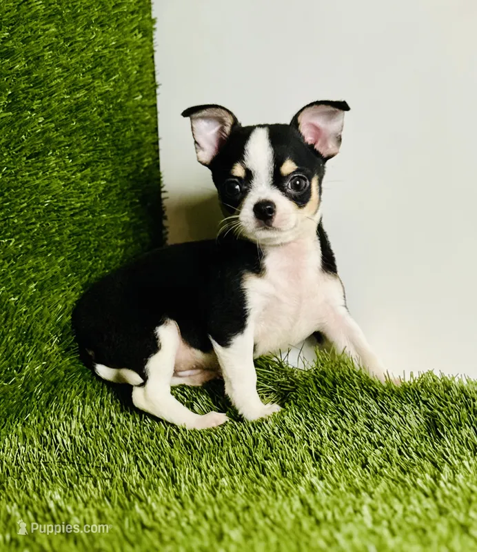 Pedro Tri colored Gorgeous!  – Chihuahua puppy for sale in Houston, TX
