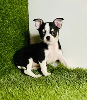 Pedro Tri colored Gorgeous , a male Chihuahua for sale in Houston, TX – 1 of 10