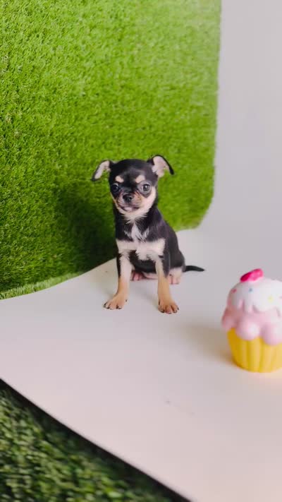 Paisley Teacup sz., a female Chihuahua for sale in Houston, TX – 10 of 10