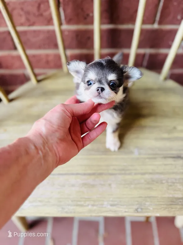 Blue Berry Puptart – Chihuahua puppy for sale in Houston, TX