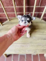 Blue Berry Puptart, a male Chihuahua for sale in Houston, TX – 1 of 10