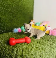 MudPie, a male Chihuahua for sale in Houston, TX – 5 of 10