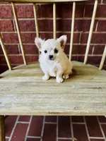 Biscuit , a male Chihuahua for sale in Houston, TX – 7 of 10