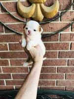 Crumbles Cookie Baby, a female Chihuahua for sale in Houston, TX – Photo 6 of 8