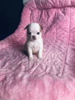 Crumbles Cookie Baby, a female Chihuahua for sale in Houston, TX – Photo 3 of 8