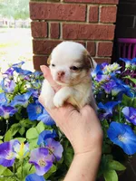 Crumbles Cookie Baby, a female Chihuahua for sale in Houston, TX – Photo 4 of 8