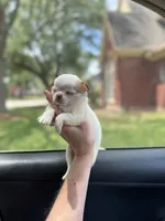 Crumbles Cookie Baby, a female Chihuahua for sale in Houston, TX – Photo 5 of 8