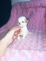 Crumbles Cookie Baby, a female Chihuahua for sale in Houston, TX – Photo 2 of 8