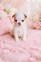 Crumbles Cookie Baby, a female Chihuahua for sale in Houston, TX – 2 of 6