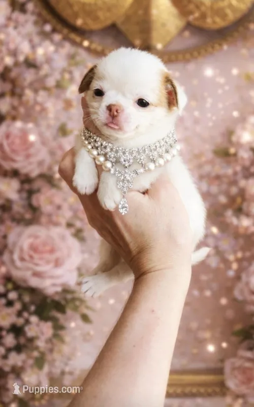 Crumbles Cookie Baby – Chihuahua puppy for sale in Houston, TX