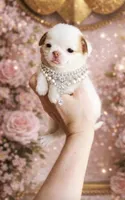 Crumbles Cookie Baby, a female Chihuahua for sale in Houston, TX – 1 of 6