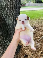 Crumbles Cookie Baby, a female Chihuahua for sale in Houston, TX – Photo 7 of 8