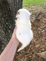 Crumbles Cookie Baby, a female Chihuahua for sale in Houston, TX – Photo 8 of 8