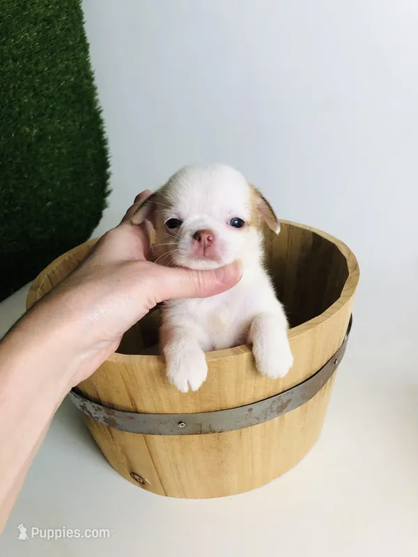 Crumbles Cookie Baby – Chihuahua puppy for sale in Houston, TX