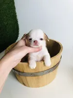 Crumbles Cookie Baby, a female Chihuahua for sale in Houston, TX – Photo 1 of 8