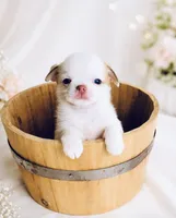 Crumbles Cookie Baby, a female Chihuahua for sale in Houston, TX – 3 of 6