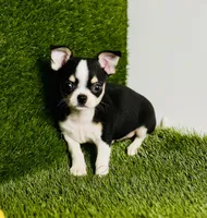 Pedro Tri colored Gorgeous , a male Chihuahua for sale in Houston, TX – 6 of 10
