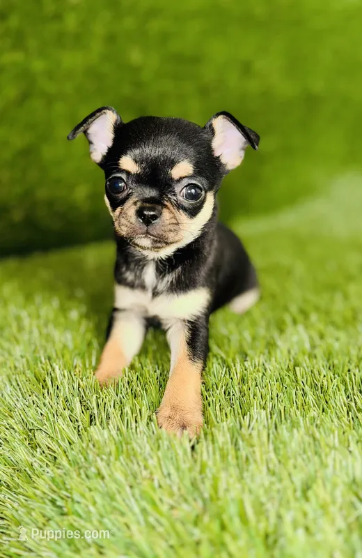 Paisley Teacup sz. – Chihuahua puppy for sale in Houston, TX