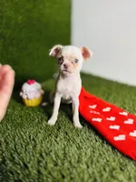 Rhiannon HOLD   Vanilla Bean, a female Chihuahua for sale in Houston, TX – 9 of 10