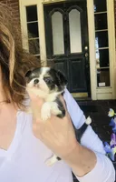 Teacup Zoe, a female Chihuahua for sale in Houston, TX – 2 of 10