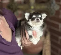Blue Berry Puptart, a male Chihuahua for sale in Houston, TX – 3 of 10