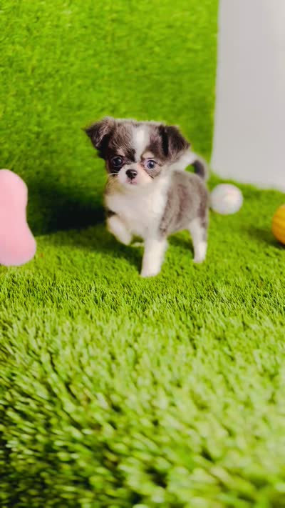 Zoe, a female Chihuahua for sale in Houston, TX – 10 of 10