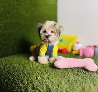 Teddy (chocolate merle).  Blue Eyes , a male Maltese and Poodle - Toy  for sale in Houston, TX – 2 of 10
