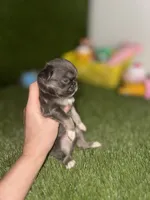 AKC   B-U-G-A-T-T-I, a male Chihuahua for sale in Houston, TX – 5 of 10