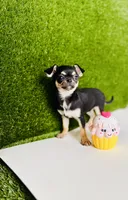 Paisley Teacup sz., a female Chihuahua for sale in Houston, TX – 5 of 10
