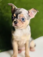 REY Rain Drop blue merle blue eye, a female Chihuahua for sale in Houston, TX – 9 of 10