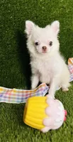 DASH  *NEW video updated 6/19/26, a female Chihuahua for sale in Houston, TX – 3 of 10