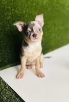 REY Rain Drop blue merle blue eye, a female Chihuahua for sale in Houston, TX – 8 of 10
