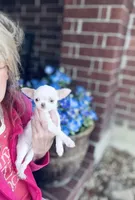 Free delivery 🩷 White Teacup Daisy, a female Chihuahua for sale in Houston, TX – Photo 3 of 10