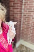 Free delivery 🩷 White Teacup Daisy, a female Chihuahua for sale in Houston, TX – Photo 6 of 10