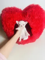 processed/d04018d9-b56d-442c-a28d-34e6acbf197e/listing/c894cc44-a8de-4309-baaa-26bb52d9e81c/274f62c8-f54b-40c2-a92d-f08a0c1d78fe