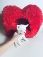 processed/d04018d9-b56d-442c-a28d-34e6acbf197e/listing/c894cc44-a8de-4309-baaa-26bb52d9e81c/7651c6c3-493f-4ad9-bf7c-b72817ee697f