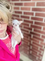 Free delivery 🩷 White Teacup Daisy, a female Chihuahua for sale in Houston, TX – Photo 7 of 10