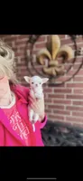 Free delivery 🩷 White Teacup Daisy, a female Chihuahua for sale in Houston, TX – Photo 1 of 10