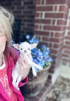 Free delivery 🩷 White Teacup Daisy, a female Chihuahua for sale in Houston, TX – Photo 2 of 10