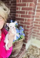 Free delivery 🩷 White Teacup Daisy, a female Chihuahua for sale in Houston, TX – Photo 4 of 10