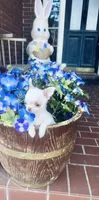Free delivery 🩷 White Teacup Daisy, a female Chihuahua for sale in Houston, TX – Photo 8 of 10