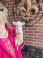 Free delivery 🩷 White Teacup Daisy, a female Chihuahua for sale in Houston, TX – Photo 5 of 10