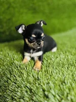 Paisley Teacup sz., a female Chihuahua for sale in Houston, TX – 3 of 10