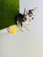 Libby Lou , a female Chihuahua for sale in Houston, TX – 3 of 10