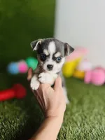 Prince  Blue Eyes, a male Chihuahua for sale in Houston, TX – 9 of 10