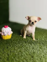 Buttercup Teacup Small Apple head , a female Chihuahua for sale in Houston, TX – 5 of 10