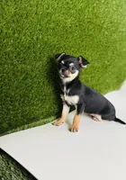 Paisley Teacup sz., a female Chihuahua for sale in Houston, TX – 8 of 10