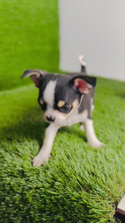 Pedro Tri colored Gorgeous , a male Chihuahua for sale in Houston, TX – 8 of 10